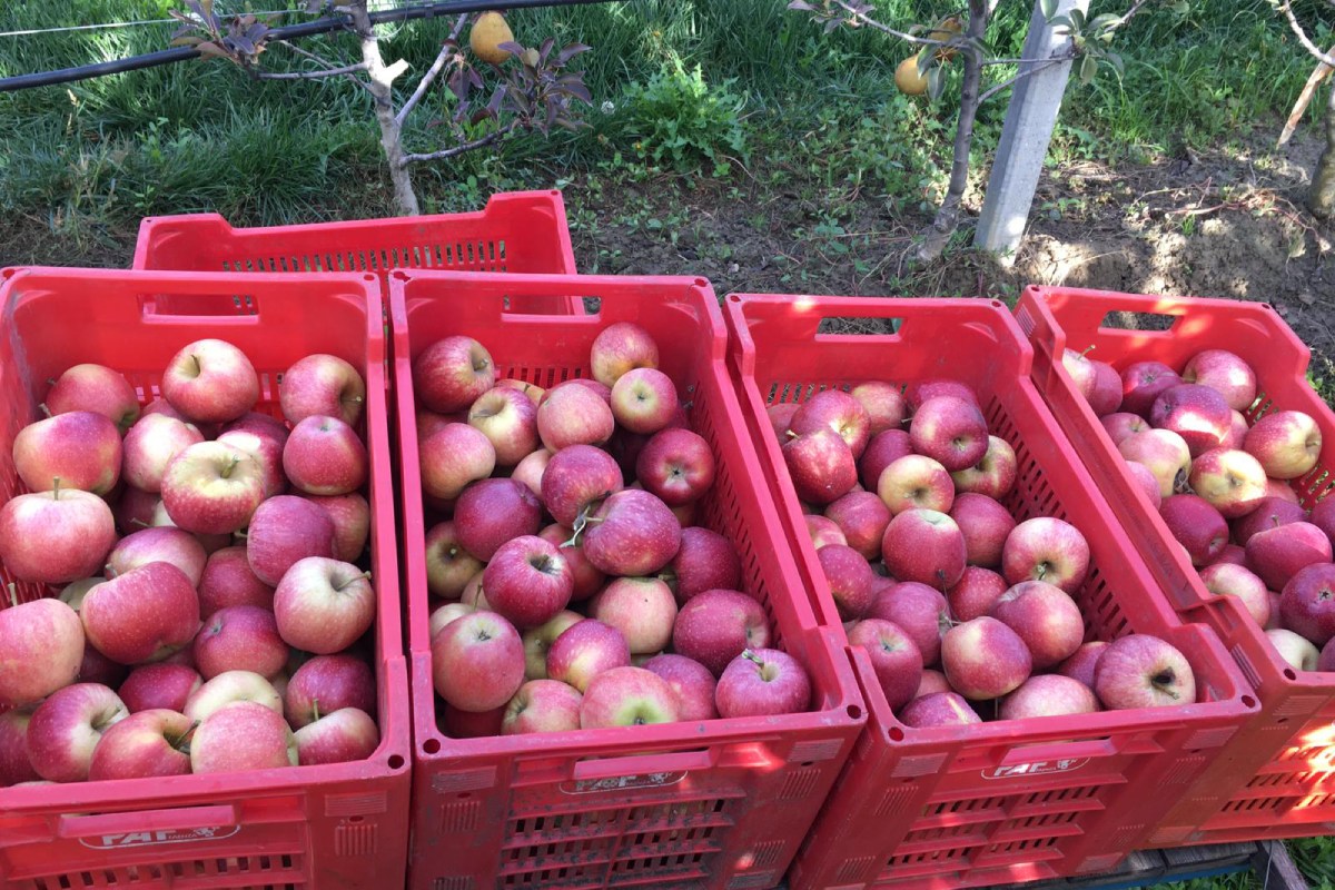 La varietà MD01UNIBO*